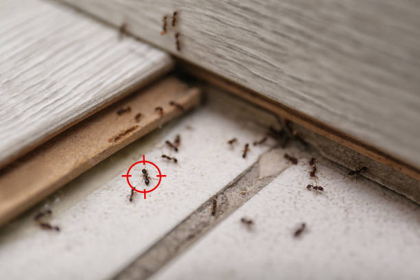 Best Local Pest Control Services  in Keansburg, NJ